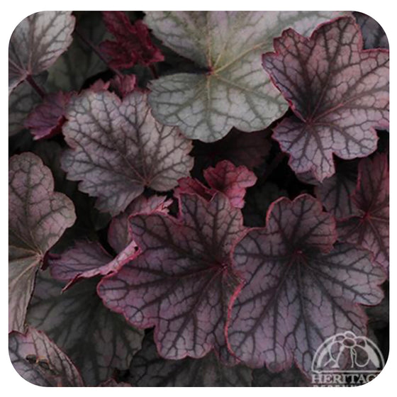 Heuchera ‘Carnival Rose Granita' (Coral Bells)