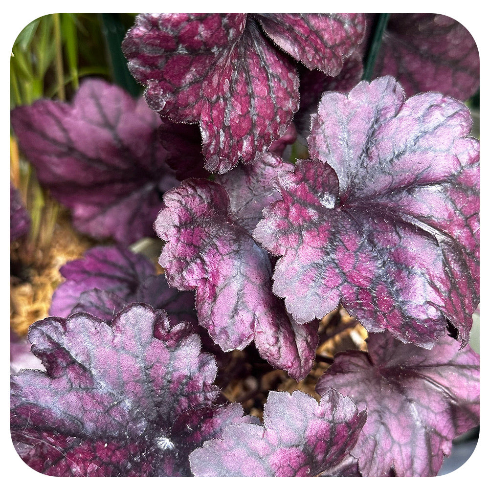 Heuchera ‘Electric Plum'