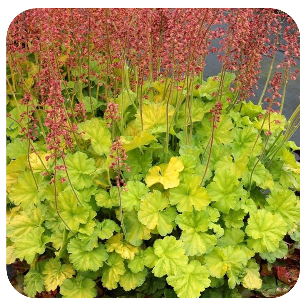 Heuchera ‘Northern Exposure Lime'