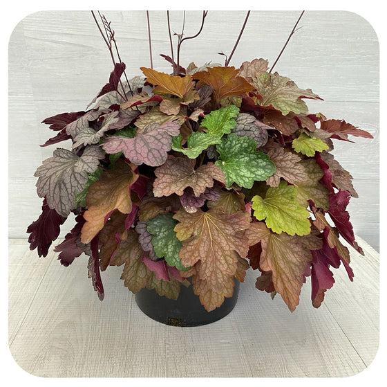 Coral Bells Autumn Arrangement 2 Gallon