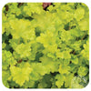 Heuchera ‘Lime Marmelade'