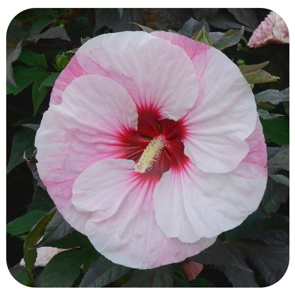 Hibiscus 'Summerific 'Perfect Storm' by Proven Winners (Rose Mallow)