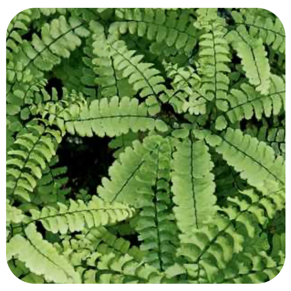 Himalayan Maidenhair Fern (Adiantum venustum)