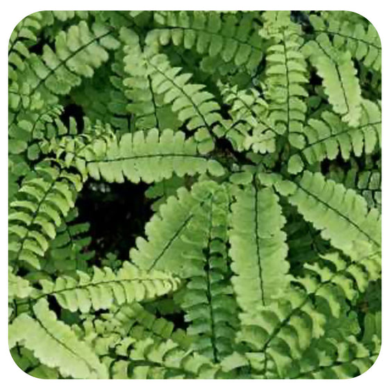 Himalayan Maidenhair Fern (Adiantum venustum)