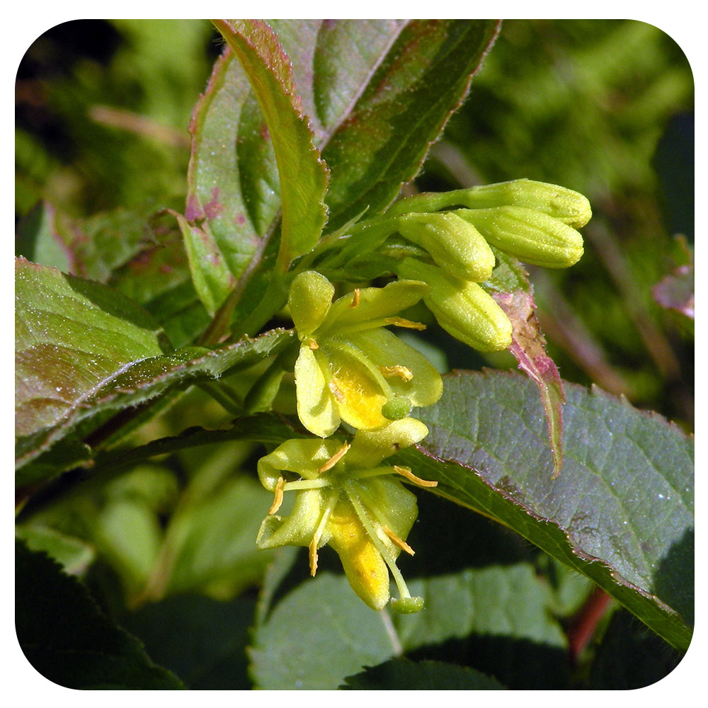 Northern Bush Honeysuckle (Diervilla lonicera) NATIVE PERENNIAL