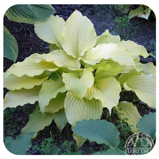 Hosta Dancing Queen