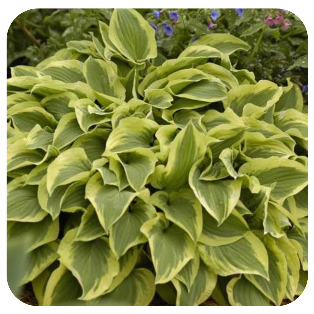 Hosta 'Pilgrim'