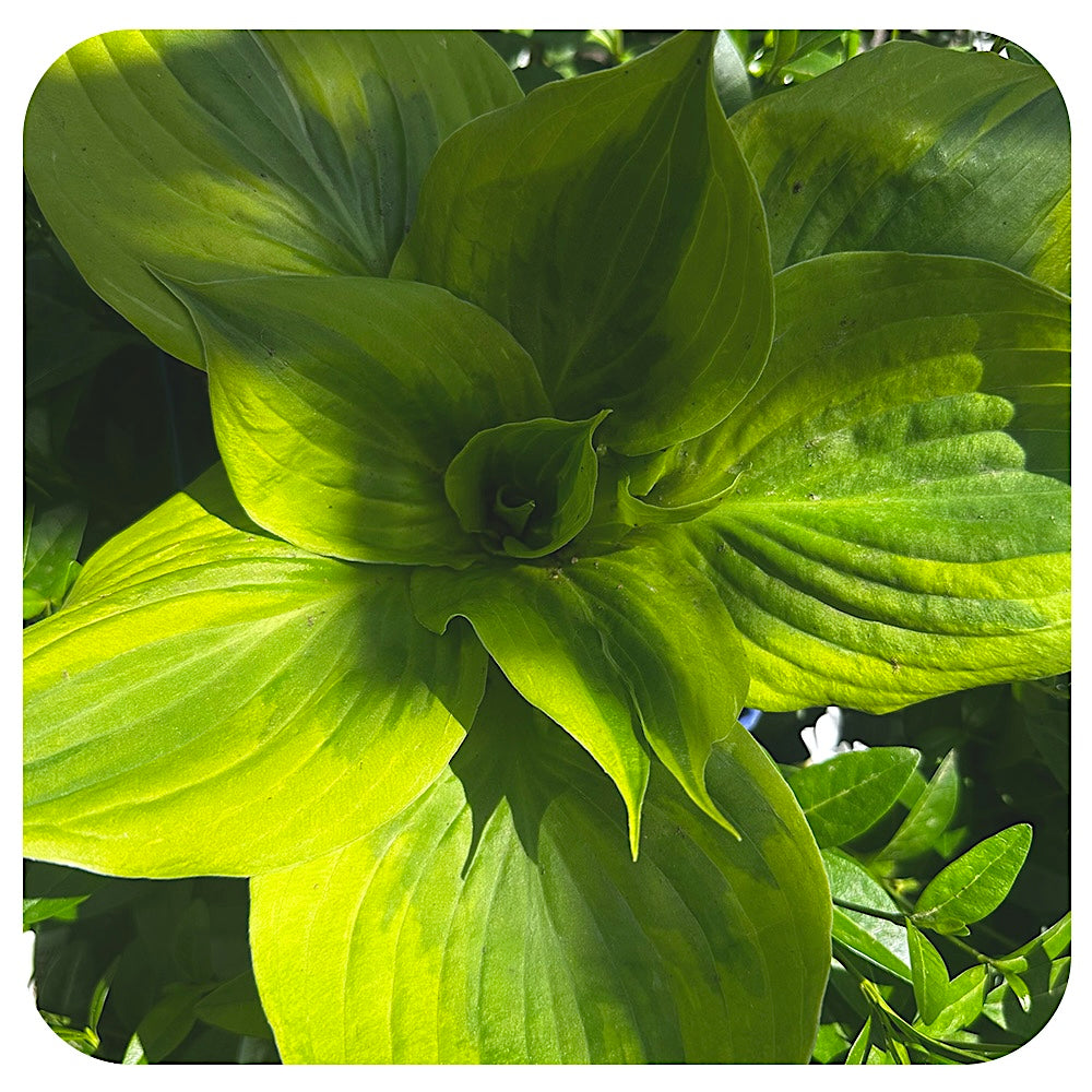Hosta 'Summer Lovin''