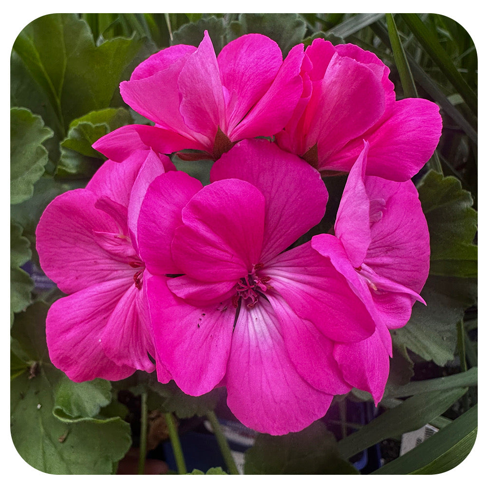 Geranium (Zonal)