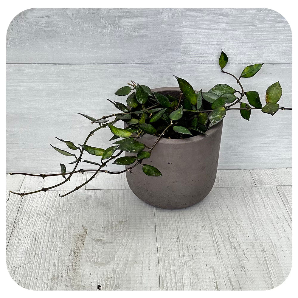 Hoya Krohniana Black