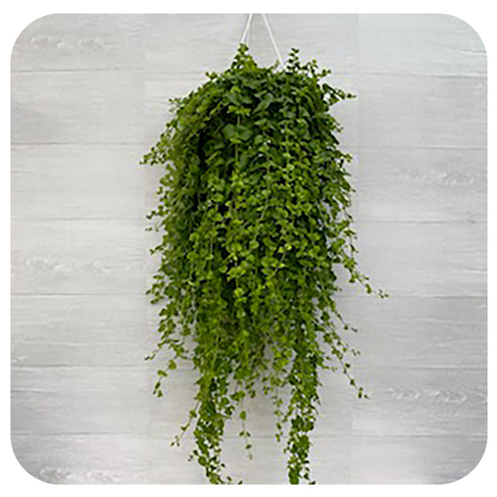 Indian Mint (Satureja) Hanging Basket