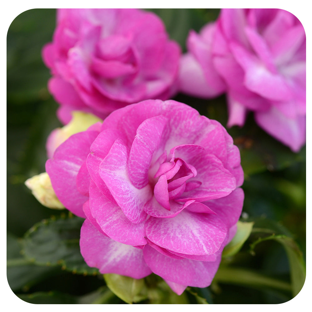 Double impatiens - Davenport Garden Centre