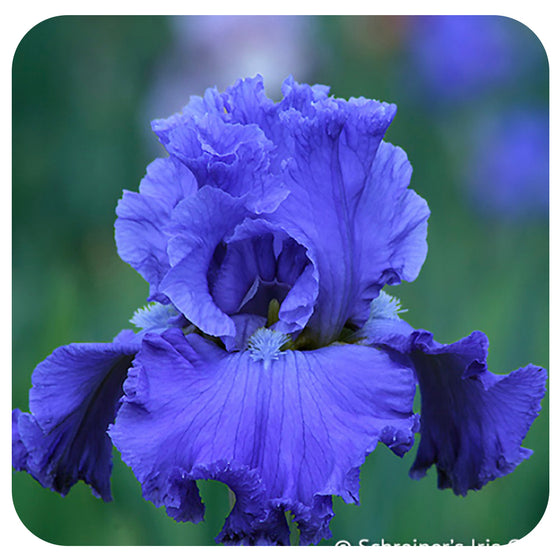 Iris ‘Home of the Blues’ Tall Bearded Iris