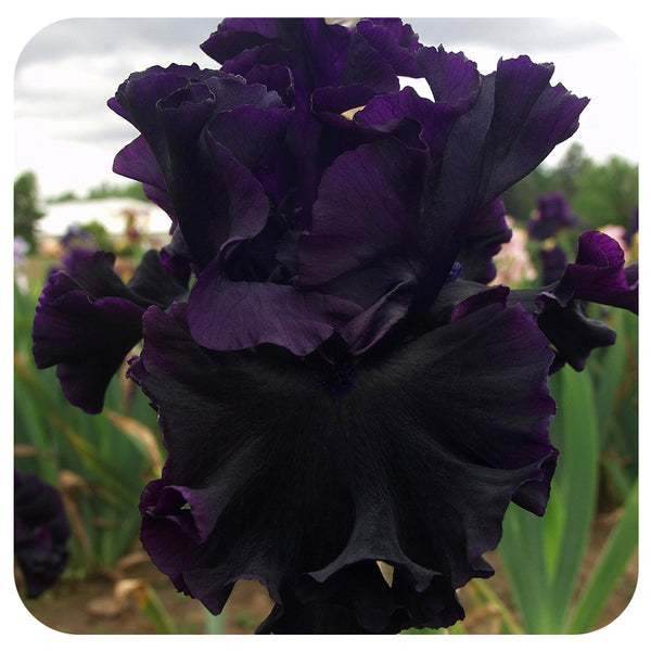 Iris ‘Black Lipstick’ Intermediate Bearded Iris - Davenport Garden Centre