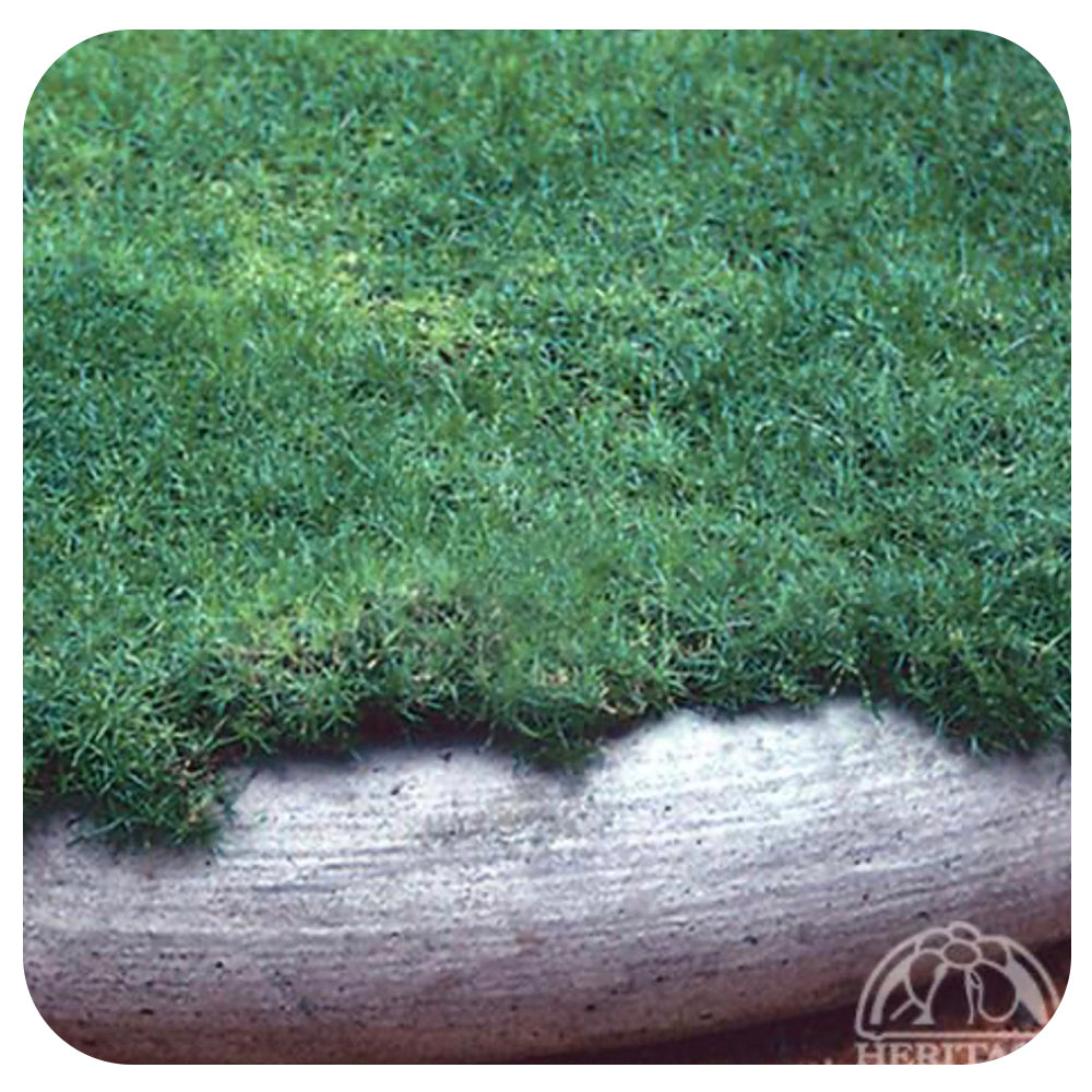 Irish Moss (Sagina subulata)