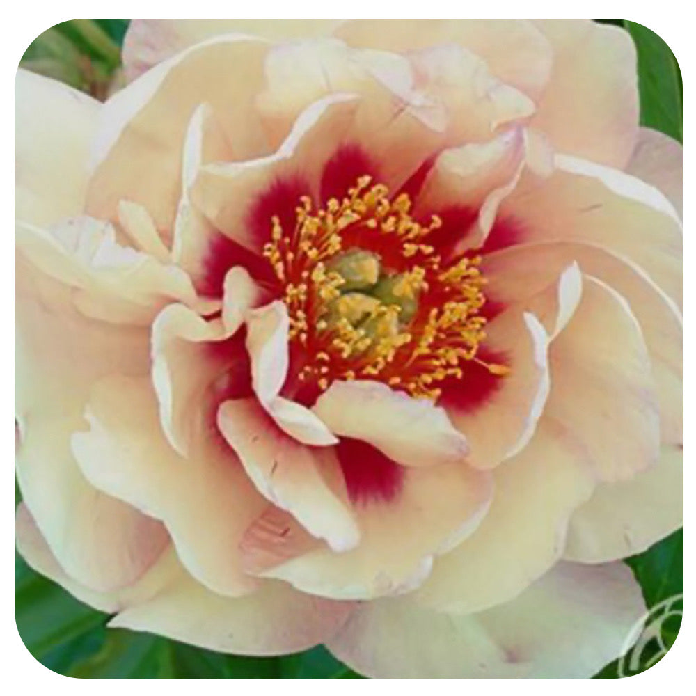 Itoh Peony ‘Magical Mystery Tour’ (Itoh Hybrid Peony)