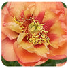Itoh Peony ‘Orange Victory’ (Itoh Hybrid Peony)
