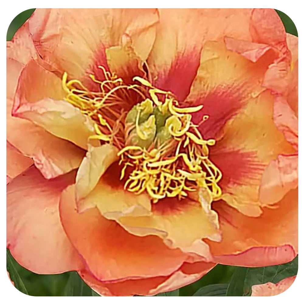 Itoh Peony ‘Orange Victory’ (Itoh Hybrid Peony)