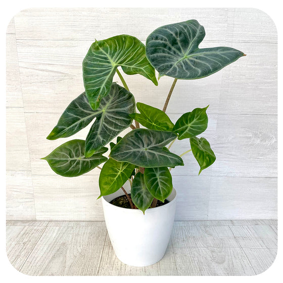 Alocasia 'Ivory Coast'