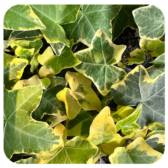 Ivy - gold variegated (Hedera Helix)