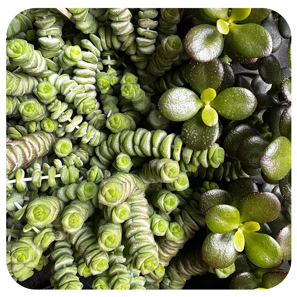 Jade  - Bambino Assorted 2.5"