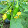 Jalapeno Pepper  (Vicki's Veggies Organic)