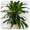 Dracaena Janet Craig Bush