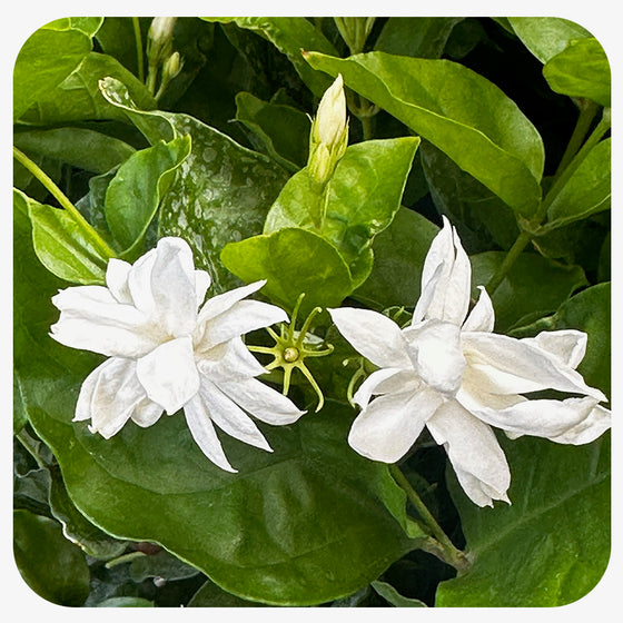 Jasmine