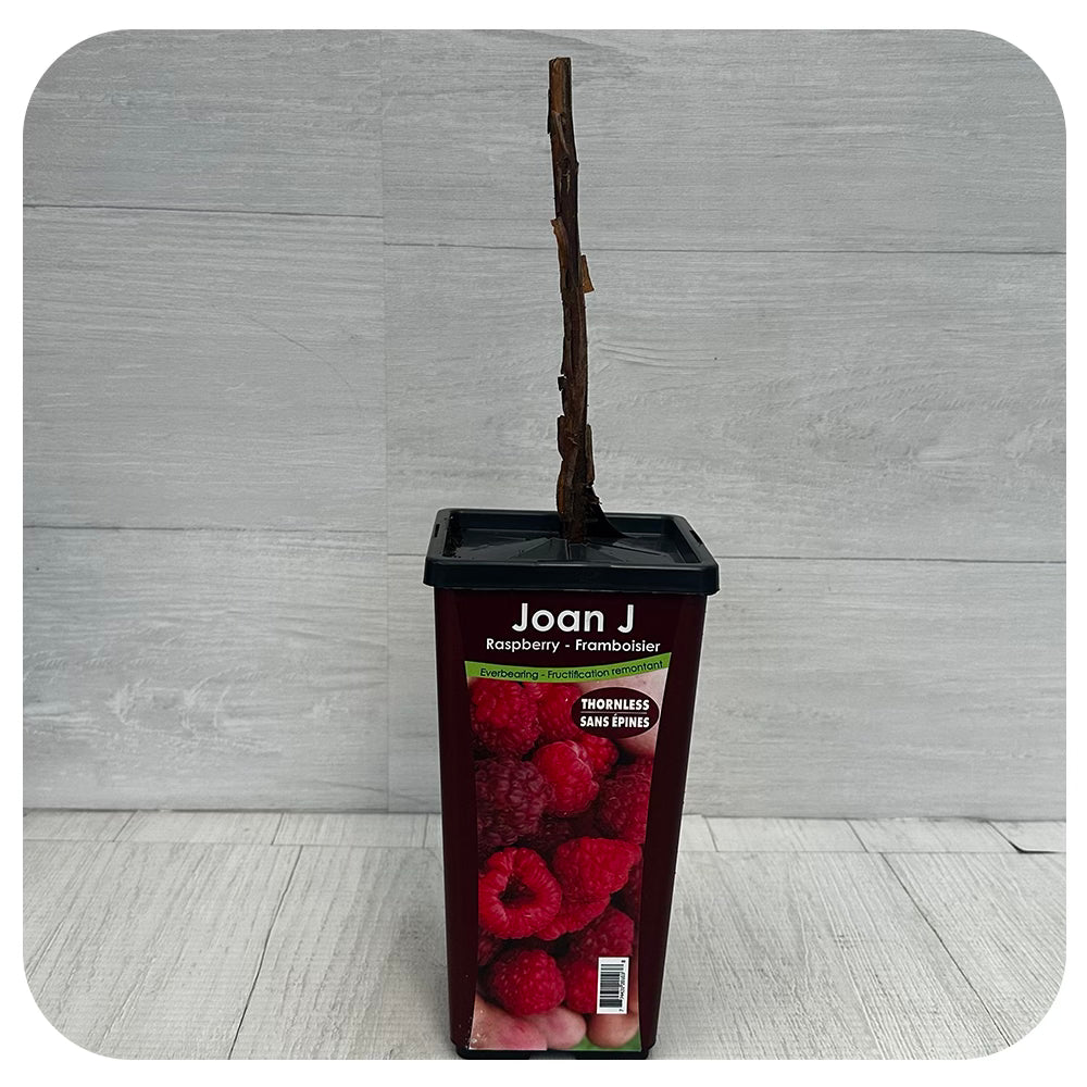 Raspberry 'Joan J'