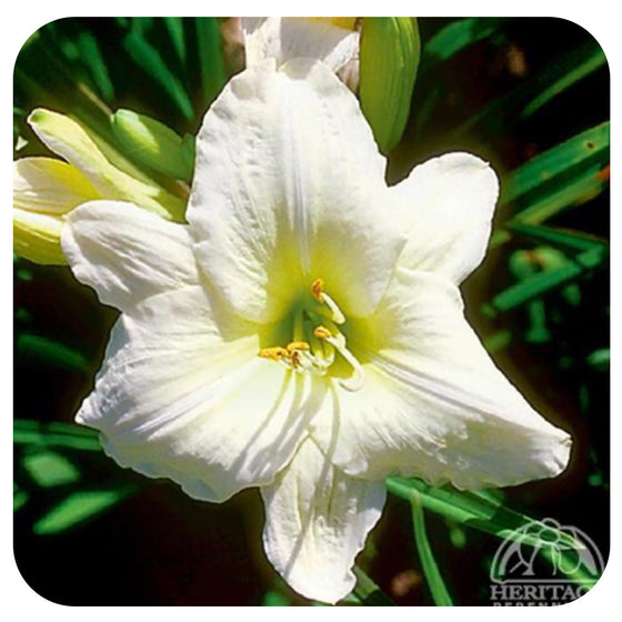 Daylily 'Joan Senior' (Hemerocallis)