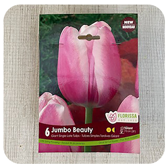 Tulip 'Jumbo Beauty'