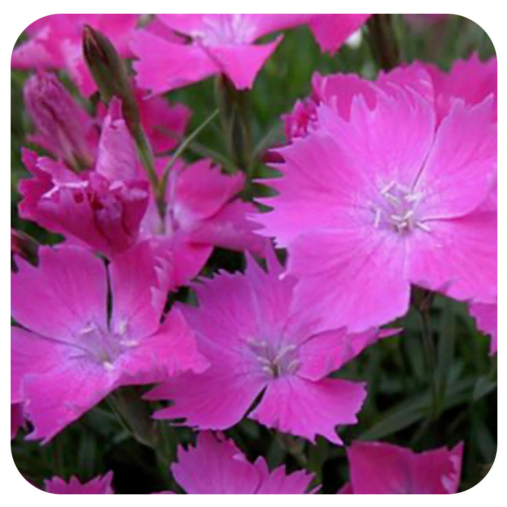 Dianthus Kahori - Border Pinks