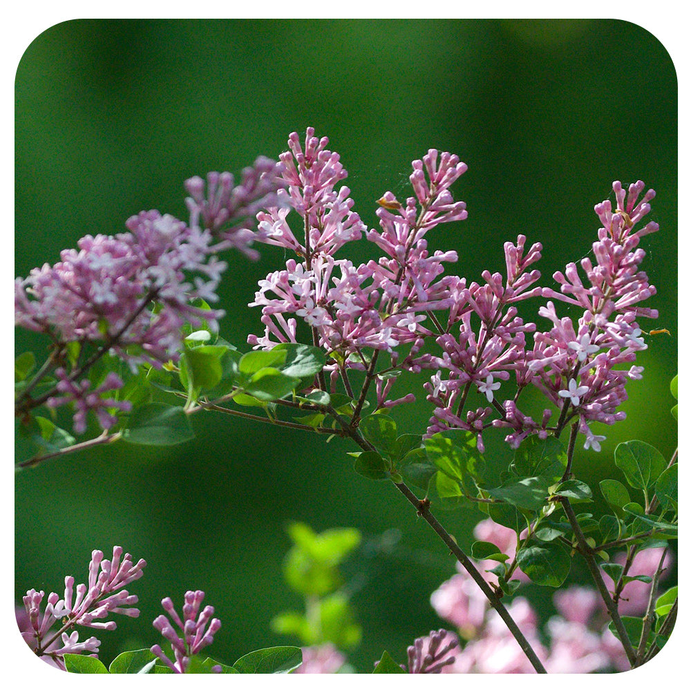 Dwarf Korean Lilac (Syringa meyer 'Paliban'