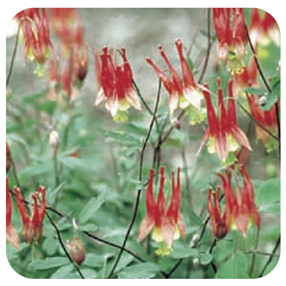 Columbine 'Little Lanterns' (Aquilegia canadensis) hybrid-NATIVE PERENNIAL