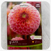 Dahlia 'L.A.T.E.' Premium