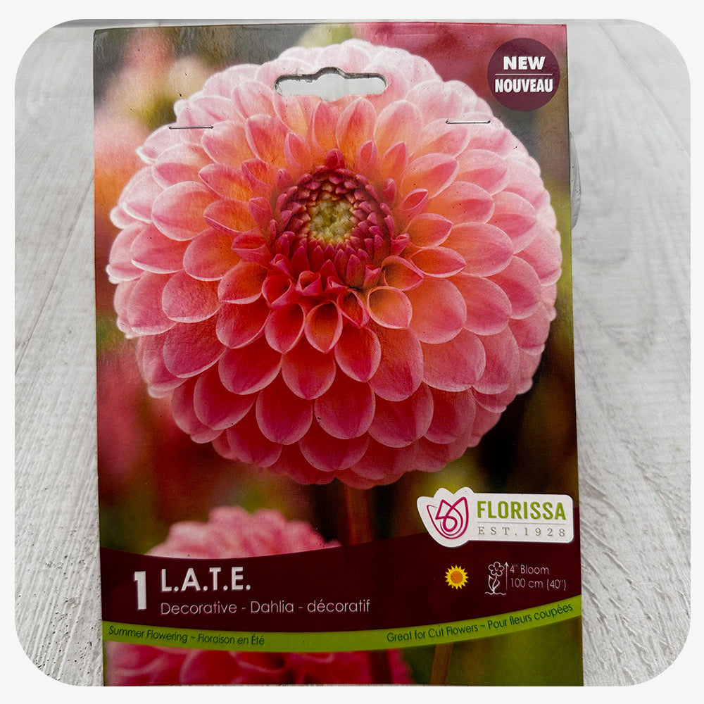 Dahlia 'L.A.T.E.' Premium