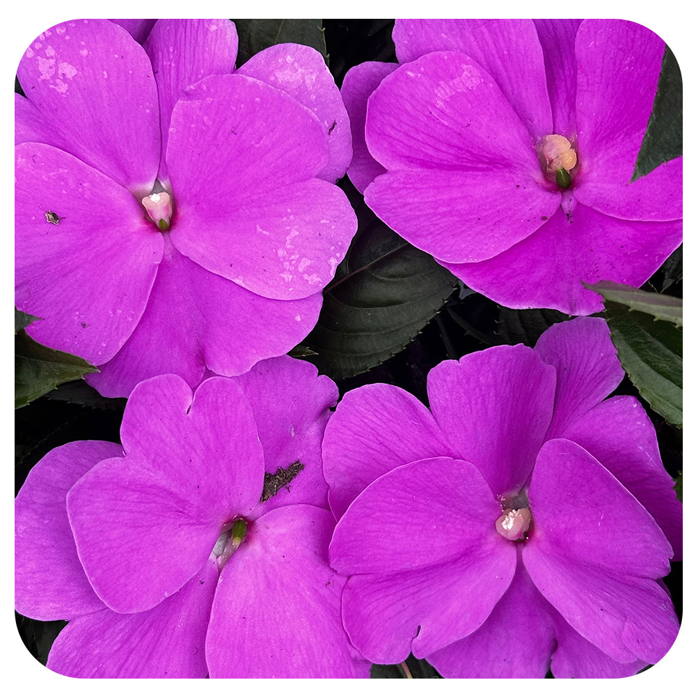 New Guinea Impatiens