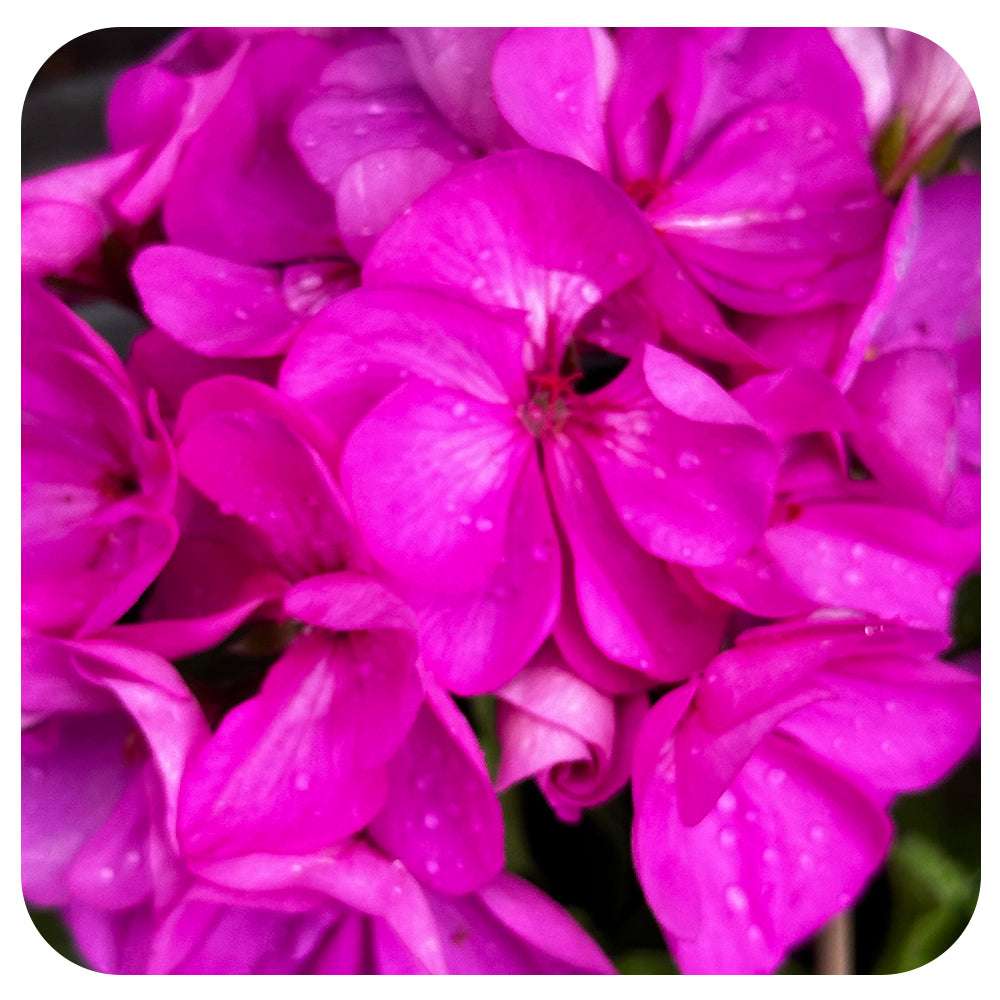 Geranium Hanging Baskets - Lavender