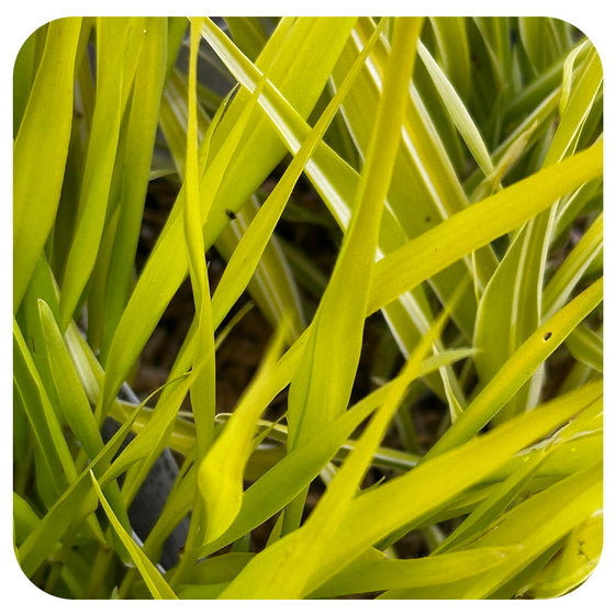 Japanese Forest Grass ‘Lemon Zest’ (Hakonechloa macra)