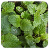 Lemon Balm