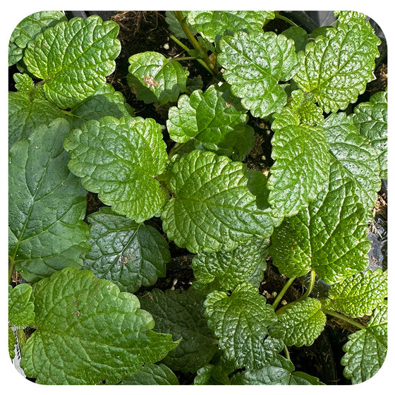 Lemon Balm (Organic)