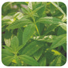 Lemon Verbena (Organic)