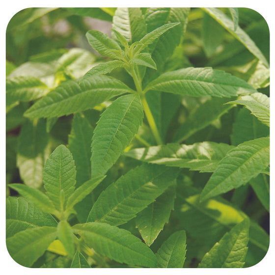 Lemon Verbena (Organic)