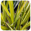 Japanese Forest Grass ‘Lemon Zest’ (Hakonechloa macra)