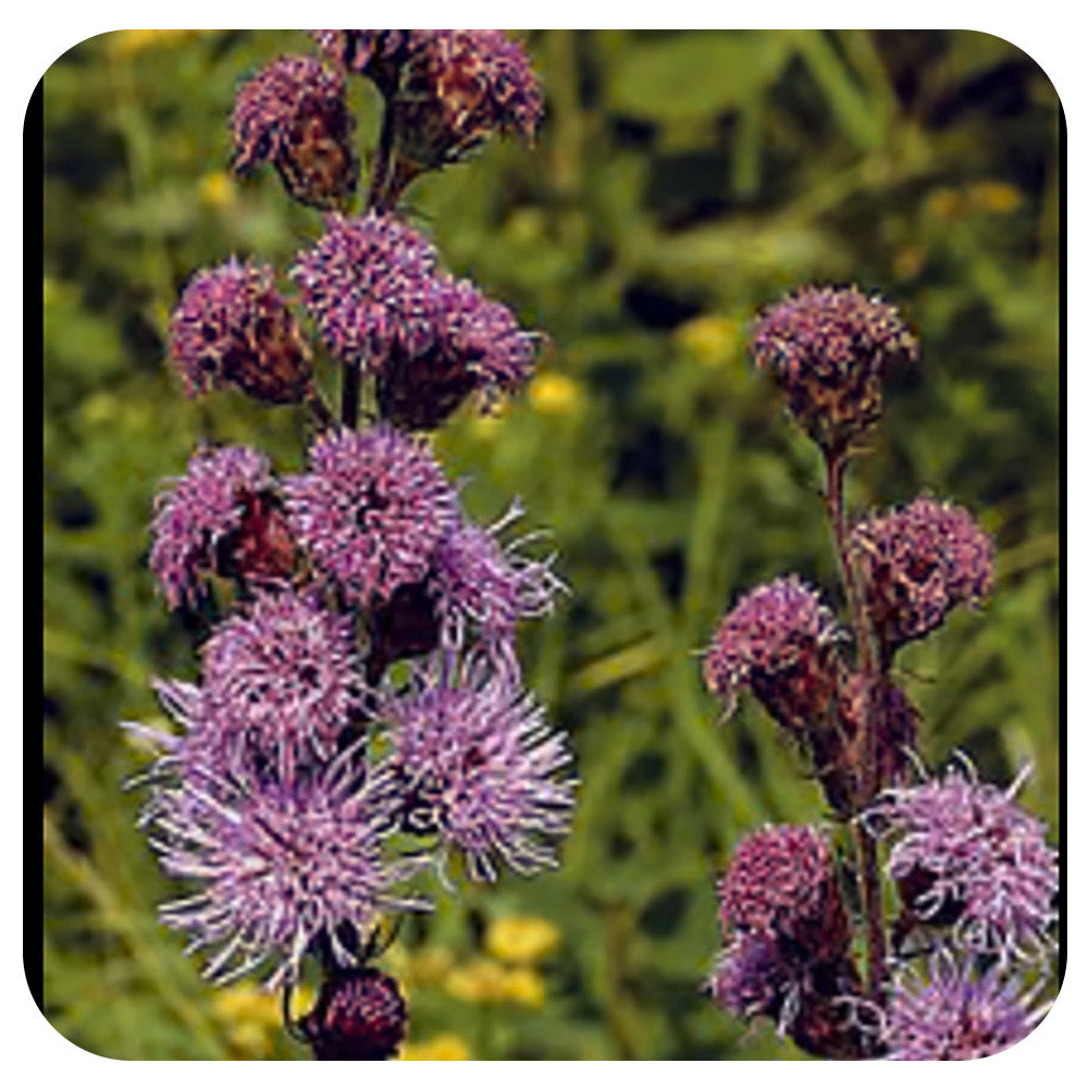 Rocky Mountain Blazing Star (liatris ligulistyis) NATIVE Perennial