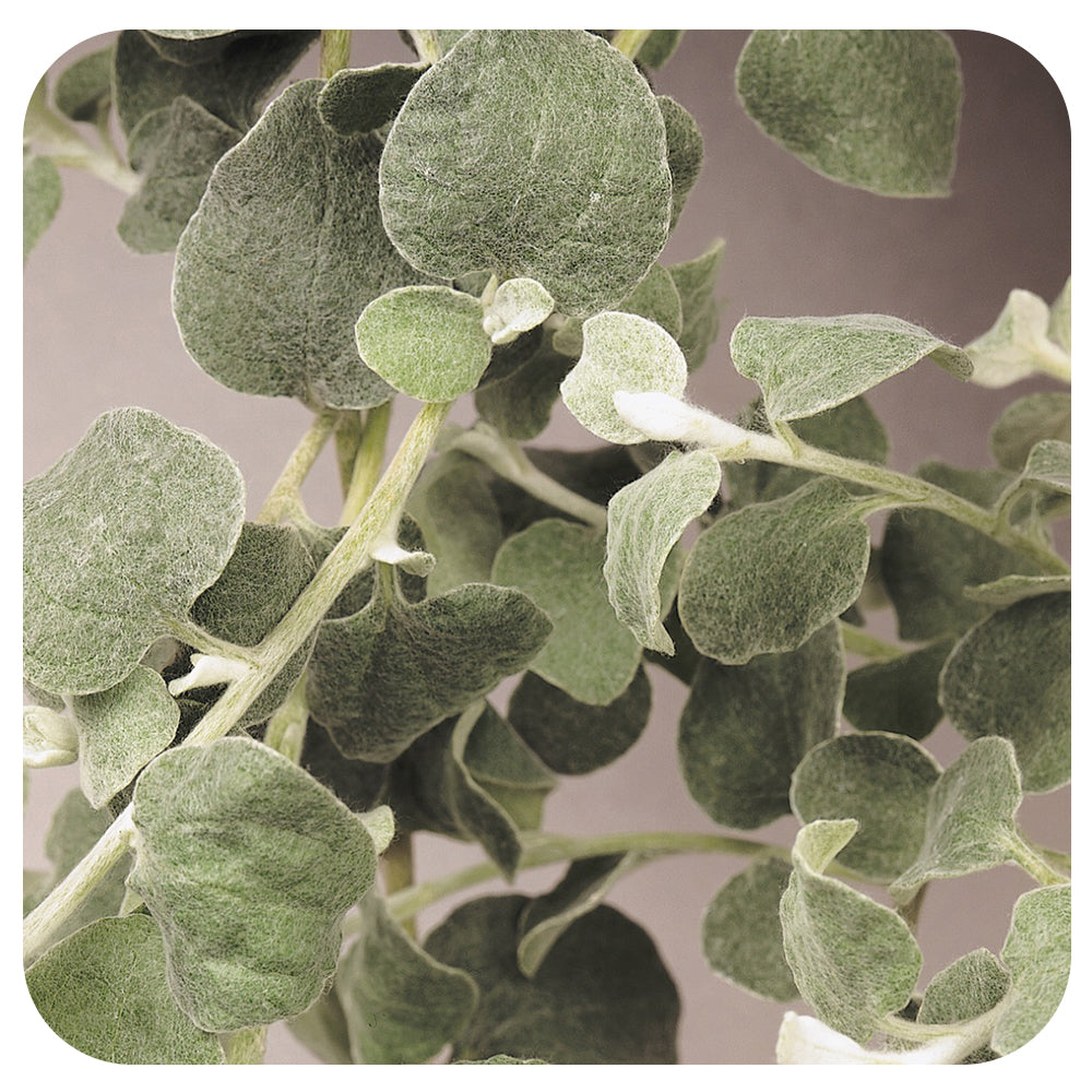 Licorice (Helichrysum)