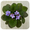 African Violets (Saintpaulia)