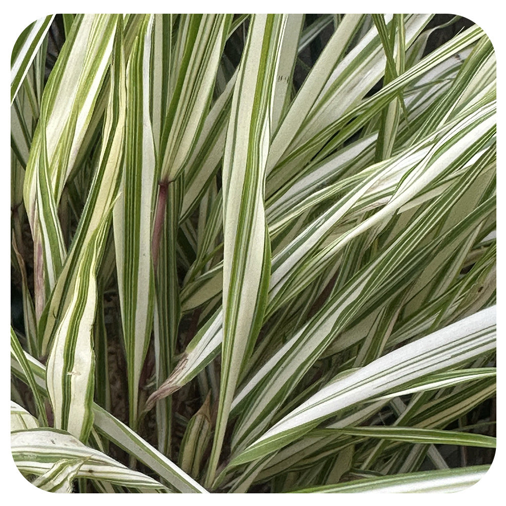 Japanese Forest Grass ‘Lime Zest’ (Hakonechloa macra)