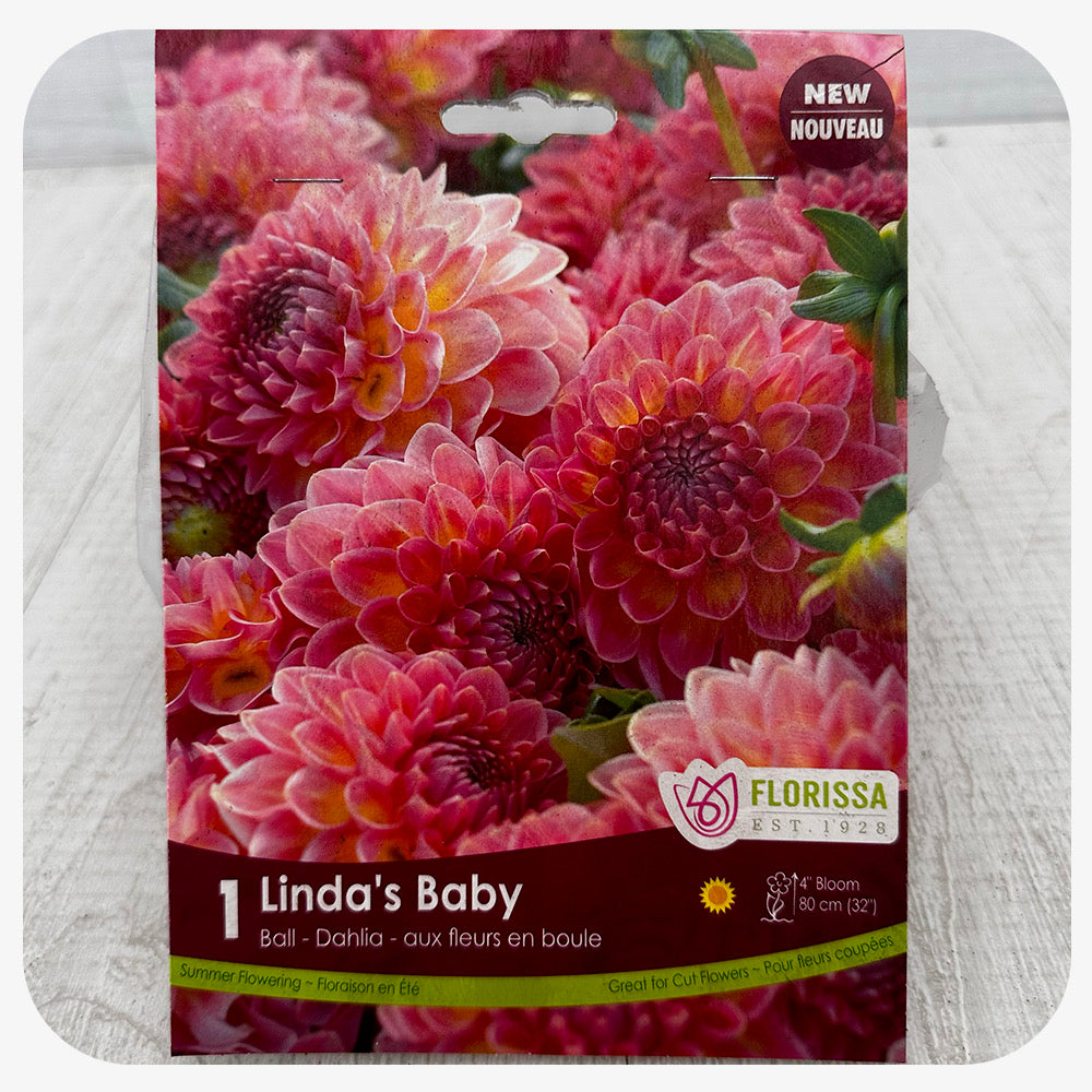 Dahlia 'Linda's Baby' (Ball Form)
