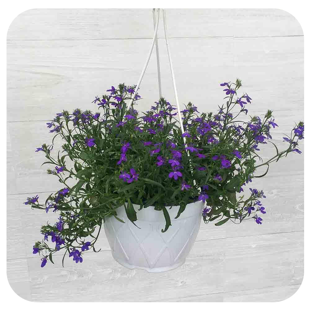 Lobelia Hanging Basket
